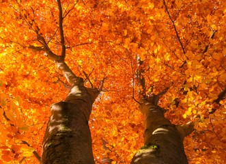 Herbst Baumkrone