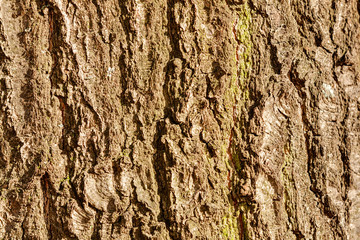 tree bark