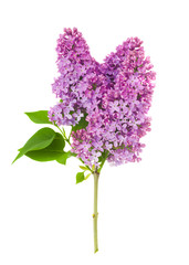 beautiful lilac flowers isolated on white