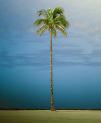 Retro Style Tall Single Palm Tree