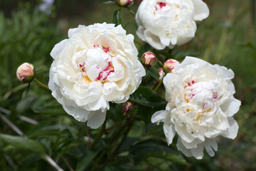 beautiful white peony in garden