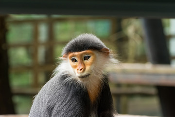 Red-shanked douc (Pygathrix nemaeus)