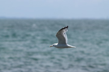 Vol de goéland