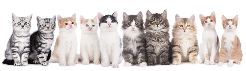 Obrazy na Szkle  Grupa kotów