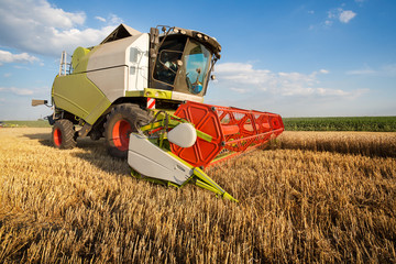 Combine harvesting wheat