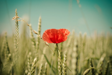 Yet Another Corn Poppy