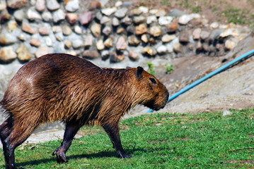 Capybara walks on green grass, stone wall background.