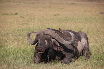 Obraz premium バッファローと背中の鳥