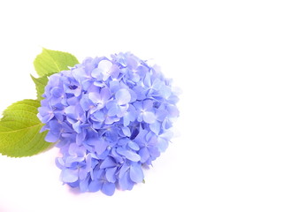 Fototapeta premium 紫陽花