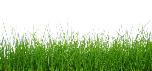 Fototapeta premium Green grass on white background