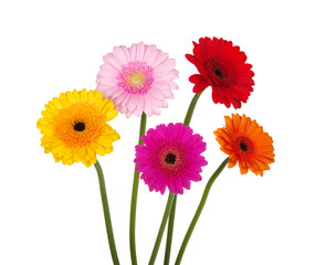 gerbera