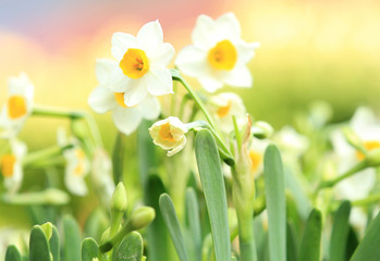  daffodil flowers