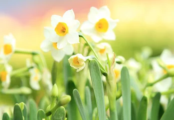 Papier Peint photo Narcisse  daffodil flowers
