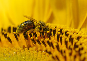 bee in the sunflower