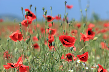 Naklejka premium blooming poppies on a sunny field