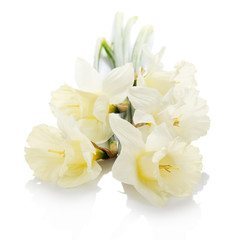 Fototapeta na wymiar Bouquet of the spring narcissuses
