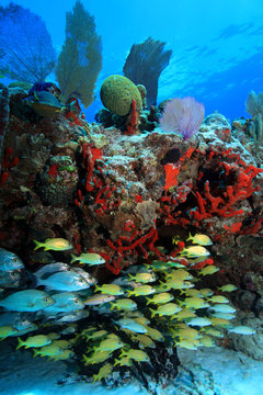 Fototapeta Tropical coral reef and fish in the caribbean sea