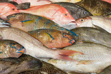 Various fresh fish at a fish market