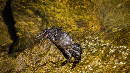 Krabbe an der Küste Gran Canarias