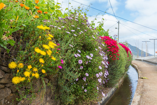 Flowers along a Levada irrigation canal at Madeira