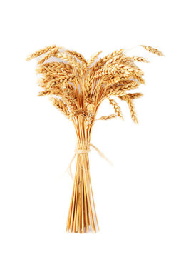 Stalks of wheat ears isolated on white background