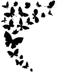 butterflies design