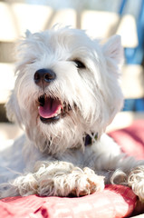 west highland terrier