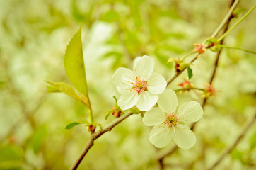 flowering buds