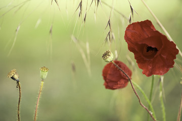 Obraz premium red poppies background