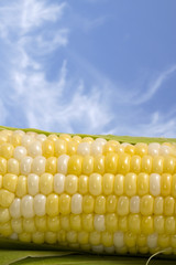 Corn Cob and Blue Sky