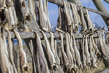 Stockfisch auf den Lofoten
