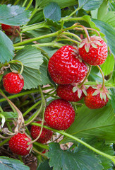 Fresh strawberries grow in the garden. 