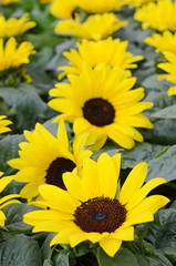 Obraz premium sunflowers
