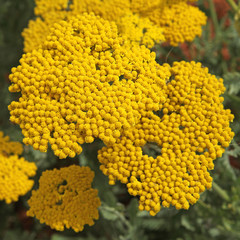 achillée jaune, © hcast