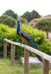 Fototapeta premium Sitting peacock