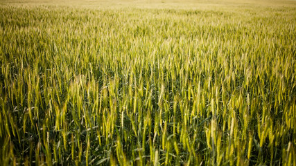Green field of wheat