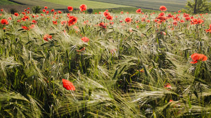 Green field of wheat with red poppies