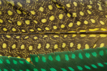Yellow and green feather background, close up