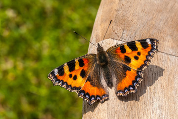 4483 kleiner Fuchs