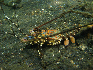 Lobster