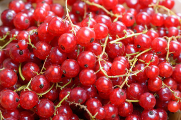 Red currant berry