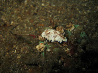 Nacktschnecke