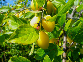 Сливы на дереве