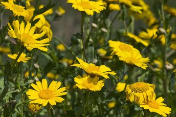 Group of Yellow Marguerite Daisies