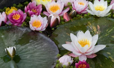 Papier Peint photo Nénuphars pink water lily flower