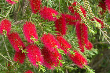 A red bottlebrush bush (Callistemon)