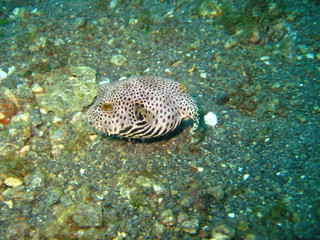 Kugelfisch