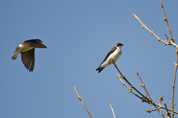 Tree Swallows Landing in a Tree