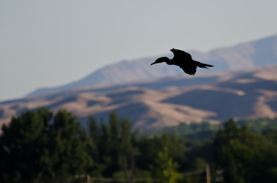 Morning Silhouette of a Flying Cormorant