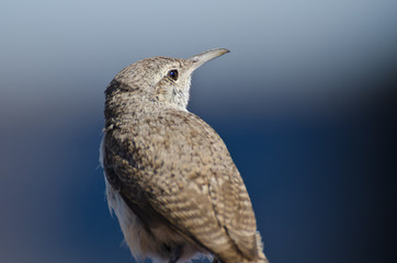 Profile of a Rock Wren